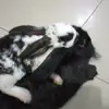 Jack el conejo - @jack_conejo_xd - TikTok