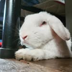 JackJack - @conejo.jack - Instagram