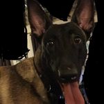 Jack Contreras - @jack_the_malinois - Instagram