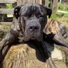 Jackson Coombe - @jackson.coombe3 - TikTok