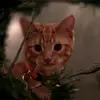 jackcopus - @jackcopus - TikTok