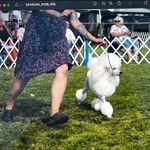 Jackie Cormier - @pawsnnosespetservices - Instagram