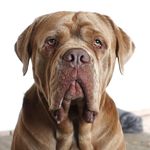 JACK | CANE CORSO - @jacktheitalianmastiff - Instagram