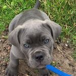 🥰Jack🥰 - @jack.cane.corso - Instagram