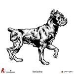 Jack Reino del Corso - @jack_reino_del_corso - Instagram