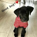 •𝕁𝕒𝕔𝕜• ℂ𝕒𝕟𝕖 ℂ𝕠𝕣𝕤𝕠 - @jack__canecorso__ - Instagram