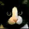 Jack Cottingham - @jackcottingham9013 - TikTok