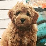 Jack Crabtree 🐶 - @ourdog.jack - Instagram