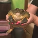 Jack Hickton-Cragg - @jaffa_the_frog - Instagram