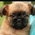 Jack Cribbs - @littlejackthedog_ - Instagram
