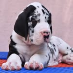 jáçk👑_dàñéß🐾_màñßîøñ🏚️ - @bangalore_jackdanes_mansion - Instagram