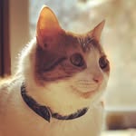 Jack 🐈🌎 - @jackdangermeow - Instagram