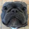 jack.danger1 - @jack.danger1 - TikTok