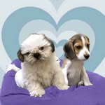 Jack  & Danny🐶 - @jackndaany - Instagram