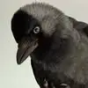 Jack Daw 🏴󠁧󠁢󠁳󠁣󠁴󠁿 - @jack.daw57 - TikTok