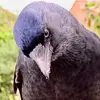 Sam the Jackdaw - @jackdaw_sam - TikTok