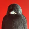 Velvet The Jackdaw - @velvet.jackdaw - TikTok