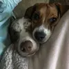 Jack and Deacon - @jackndadeacon - TikTok