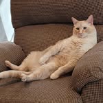 Jack- TheFatCat 🐈 Deckman - @jackfrost_the_fat_cat - Instagram
