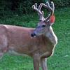deers - @jackdeer7 - TikTok