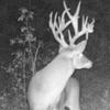 jackdeer29 - @jackdeer29 - TikTok
