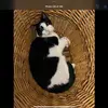 Jack DeFelice - @jack.defelice - TikTok