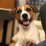 Джек Расселл Дельмар - @jack_russell_delmar - Instagram