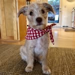 Charlie D. - @jackapoo.charliedepew - Instagram