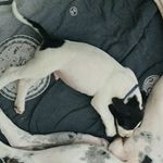 jack 😍 - @jack_deutsche_dogge - Instagram