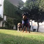Jack  dexter - @jack.dexter_ - Instagram