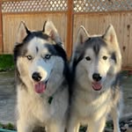 Jack & Dexter - @jack.n.dexter - Instagram