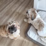 Jack And Dexter - @jack.dexter.2 - Instagram