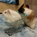 Jack&Daxter - Pig - @jack_dexter_ - Instagram