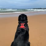 Jack Dibben - @jack_dibben - Instagram