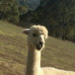 Jack Dickerson - @dickojack2 - Instagram