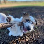 Digby, sometimes Douglas - @digbythejackrussell - Instagram