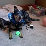 Jack - @jack_the_dingus - Instagram