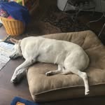 Jack Dipietro - @jackthecardog - Instagram