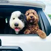 Jack and Dolly - @lildittyboutjackanddolly - TikTok