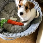 Dolce Jack Russel Terrier - @dolcejackrussel - Instagram