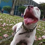 Jack Dominguez - @pitbull_jack02 - Instagram