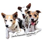 Kira❤️Alba❤️Loui - @jack.russell.hohndorf - Instagram