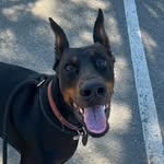 Jack Dover the Doberman - @jack.dover.puppy - Instagram