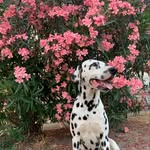 Jack - @jackdudomainedeshounts - Instagram