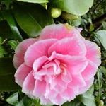 Jack Dumas Landscape Maint. - @jackdumaslandscapemaint - Instagram