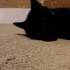 blackkitty - @jackdunnigan - TikTok