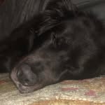 jack durst - @big.bark.big.heart - Instagram