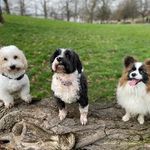 Jack, Baba, Dwight & Maisy - @4puppigos - Instagram