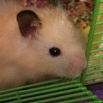 Jack Dyke - @one_eyed_hamster - Instagram