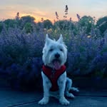 Jack Reed Dykes - @jack_the_westie_09 - Instagram